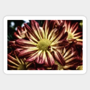 Sunset Mums - Chrysanthemums Sticker